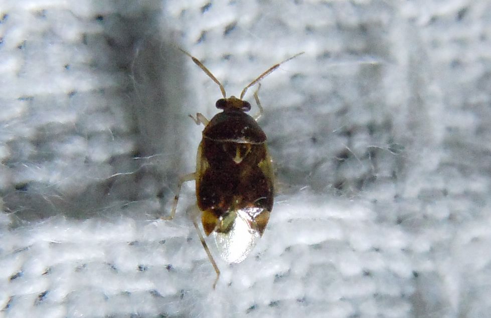 Deraeocoris lutescens? S